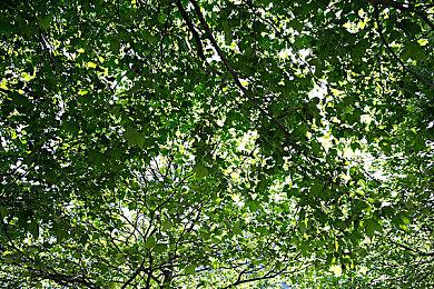 《帝国时代4》S1赛季预告片展示诸多新内容